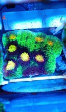 WYSIWYG Raja Rampage Chalice LPS coral marine frag not SPS Zoa salt carbon 4