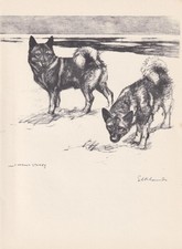 1938 ELKHOUND DOG Print -