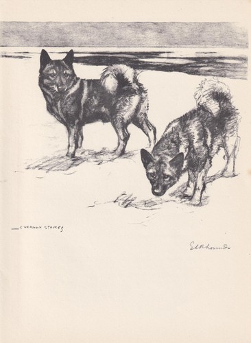 1938 elkhound dog print - dog,