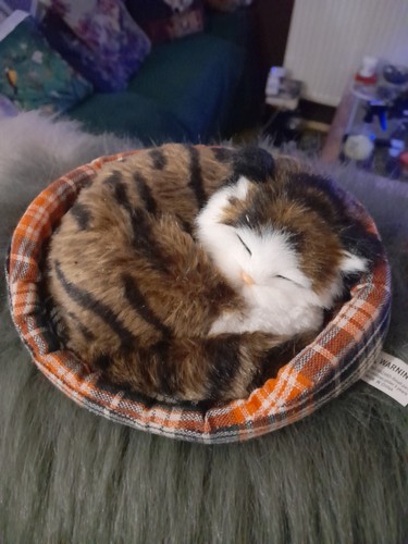 Fake taxidermy cat basket - fake,