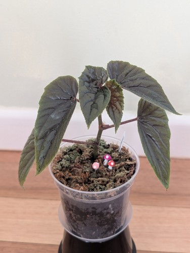 Begonia credneri - credneri, ("oldemor")