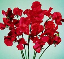 160 seeds Winter Sweet Pea Elegance Scarlet+4"FREE PLANT LABEL