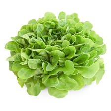 Lettuce Plants - 'Cut and Come