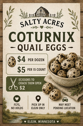 Quail eggs for sale - eggs,