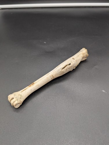 British fallow leg bone - british,