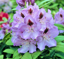 Rhododendron Blue Jay Rare - 4Ltr Pot Large XXXL Flowering Evergreen Shrub