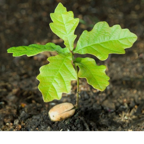 English oak tree - oak, sapling