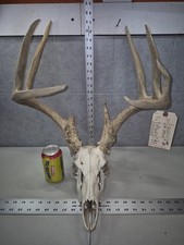 Wild 13 point 159-2" Whitetail