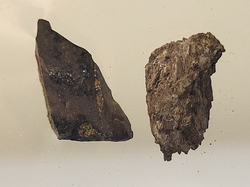 Rex tooth and - and, caudal