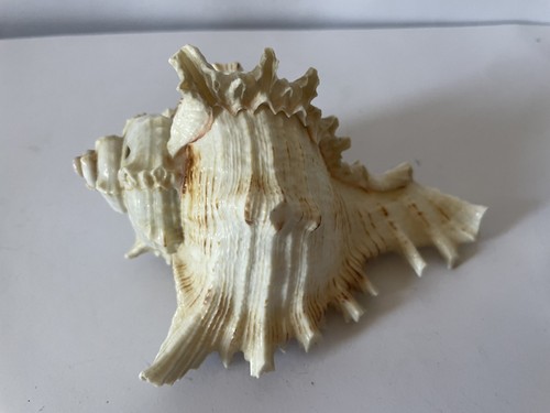 Ocean sea shell - shell, chicoreus