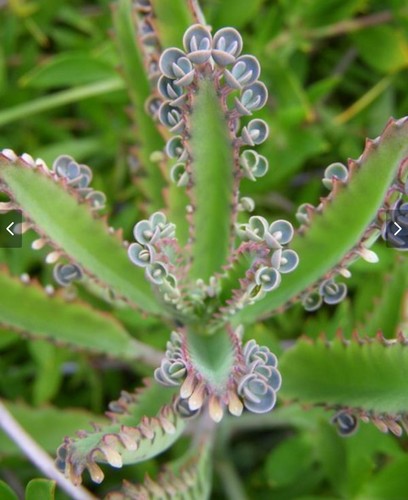 Kalanchoe daigremontiana