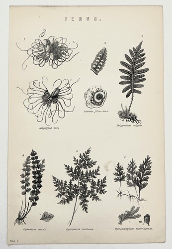 Ferns botanical 1880s - -,
