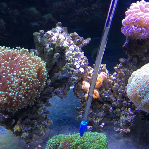 1pc marine fish reef feeding