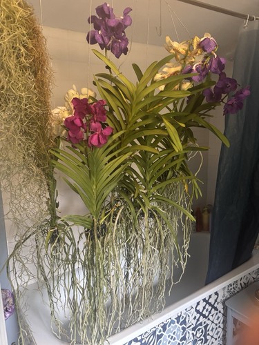 Rare vanda orchids - vanda,