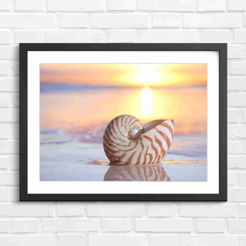 Nautilus shell sunset - sunset, beach