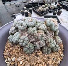 10.6cm Caci  Self Rooted