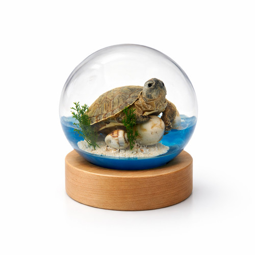 Real turtle resin globe - real,