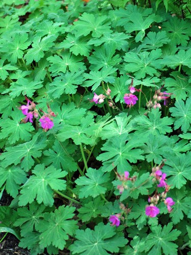 Geranium macrorrhizum - 2,