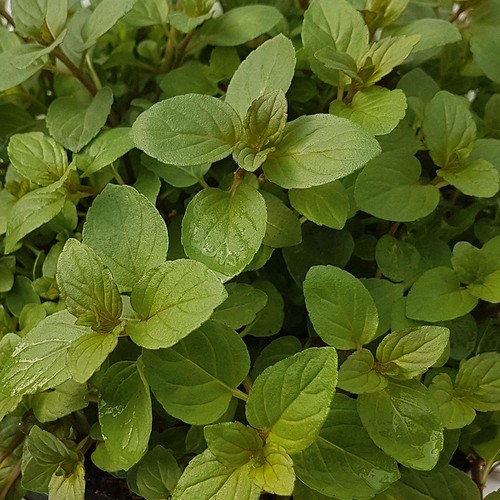 Peppermint black mitcham - peppermint,