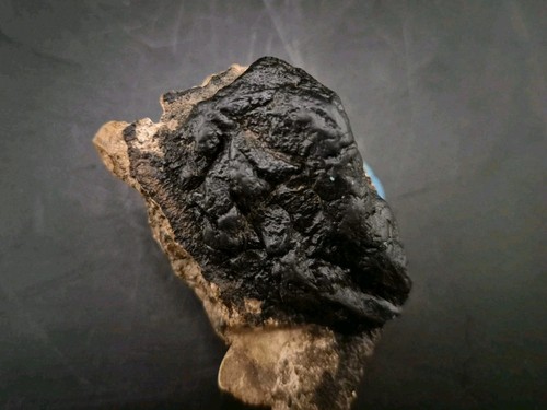 Real fossil dinosaur egg embro - fossil,