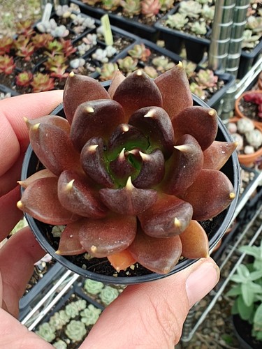 Echeveria preta succulent - echeveria,