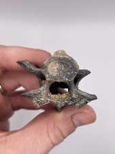 Dire Wolf Vertabrae Florida Fossil