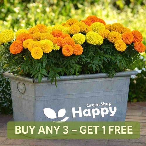 African marigold sierra mix - african,