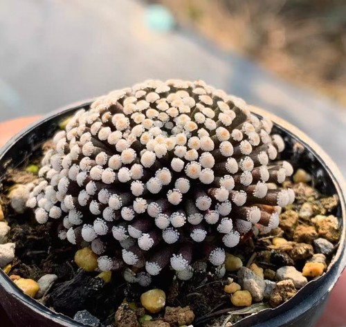 5cm mammillaria luethyi - ,