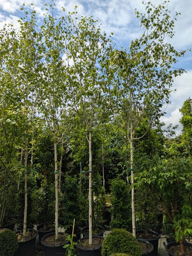 Betula utilis doorenbos - utilis, 'doorenbos'