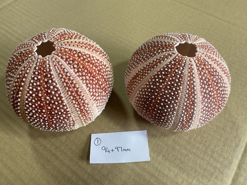 Large scottish sea urchins - scottish,