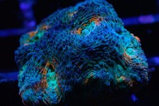 🔥 Acan Echinata Frag (LPS