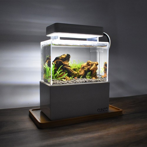 Mini betta fish - tank, desktop