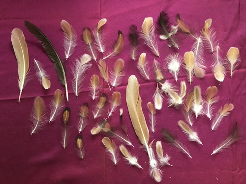 Hawk bird feathers tan - 45,
