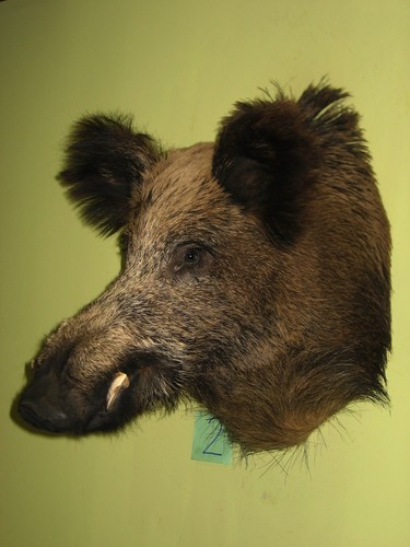 Wild boar head maximum - boar,