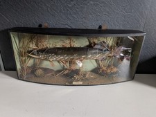 Taxidermy Pike In Case