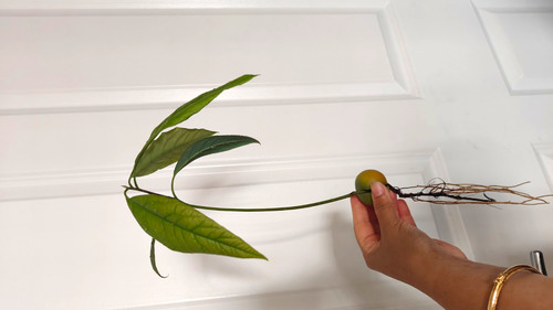 Avocado bare root - avocado, (persea)