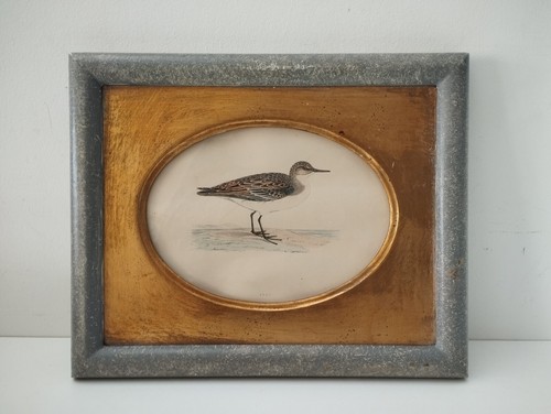History british birds - british,