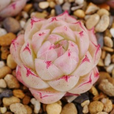 Echeveria Daiyu 4cm Plant -