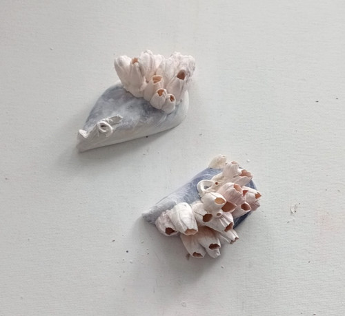 Barnacles mussel sea - 2, shell