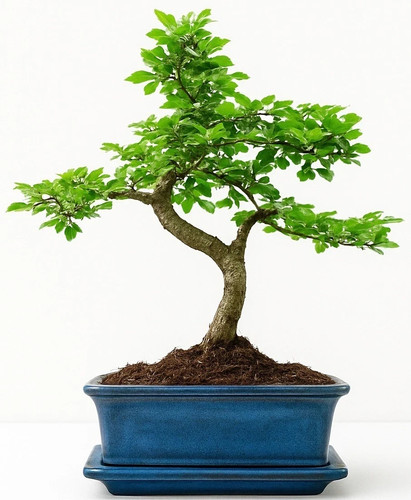 Chinese elm bonsai - chinese, 7