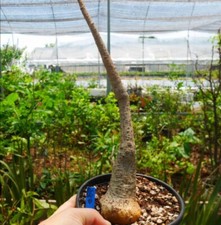 Rare plant Adenia stylosa WYSIWYG cutting Boutique Feature Garden