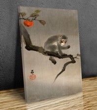 Monkey in persimmon tree