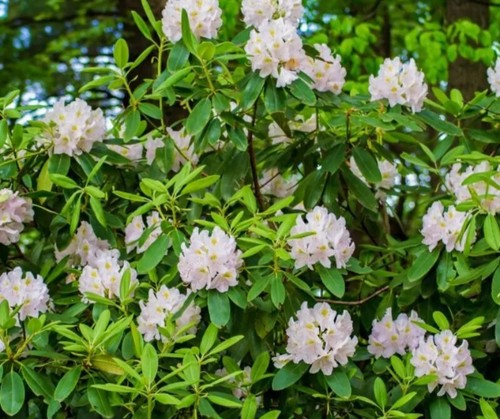 Great laurel rhododendron - great, (rhododendron
