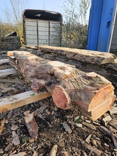 English yew planks fresh - 15, (fresh