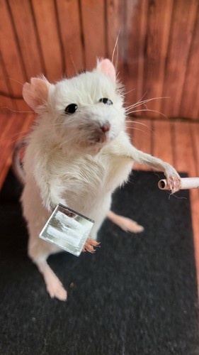 Taxidermy mouse unique cute - taxidermy, unique,