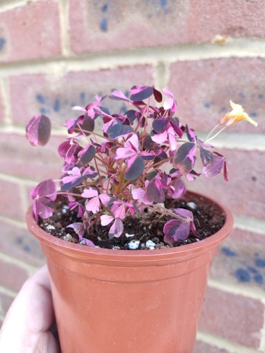 Oxalis spiralis plum - 1x, ‘plum