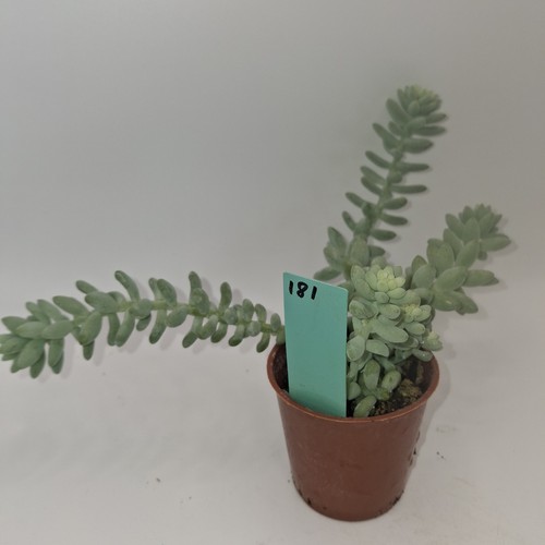 Sedum morganianum burros tail - burros,