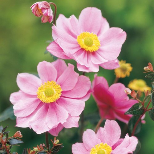 Anemone japanese tomentosa - anemone,