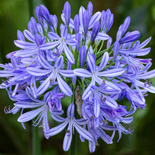 4 x Agapanthus Africanus Bulbs