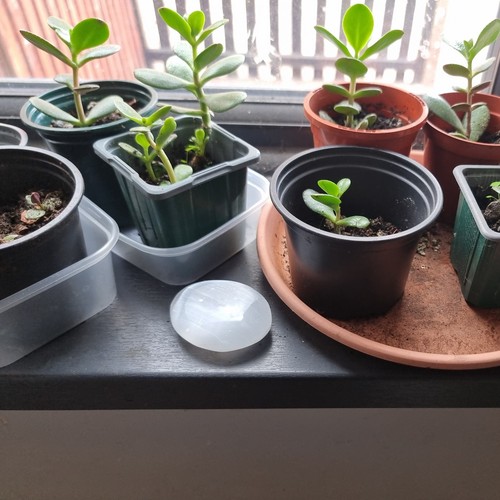 Money plant aka - 1x,